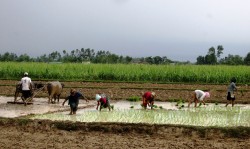 देशभर ६७.३ प्रतिशत रोपाइँ सम्पन्न