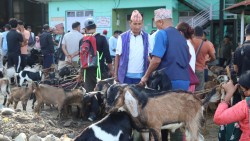 चाडपर्व नजिकिएसँगै खसीबोका किनबेच बढ्यो