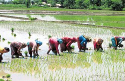 देशभर ३८ प्रतिशत रोपाइँ सकियो