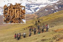 यार्सागुम्बा सङ्कलनबाट राज्यकोषमा १ करोड २५ लाख राजस्व