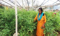  ‘प्रोत्साहन कार्यक्रम’ पछि व्यावसायिक कृषिमा आकर्षित हुँदै कोदारका किसान