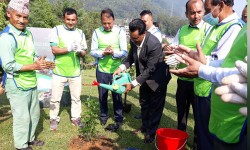 चन्द्रागिरिमा रोपियो वनजाई, चुत्रो र टिम्बुरका बिरुवा