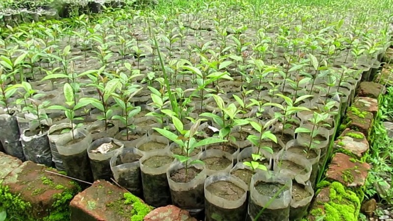 फलफूलका बिरुवा रोप्ने किसानलाई अनुदान