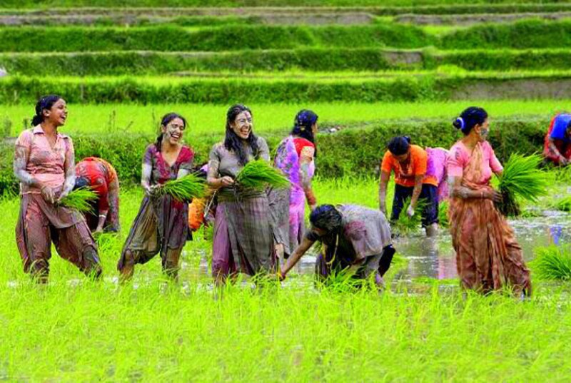 सरकारले पहिलो पल्ट काठमाडौं बाहिर  राष्ट्रिय धान दिवस मनाउँदै 