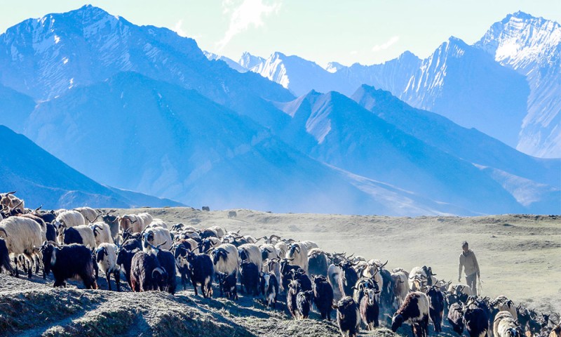 किसानलाई गोठालो भत्ता !