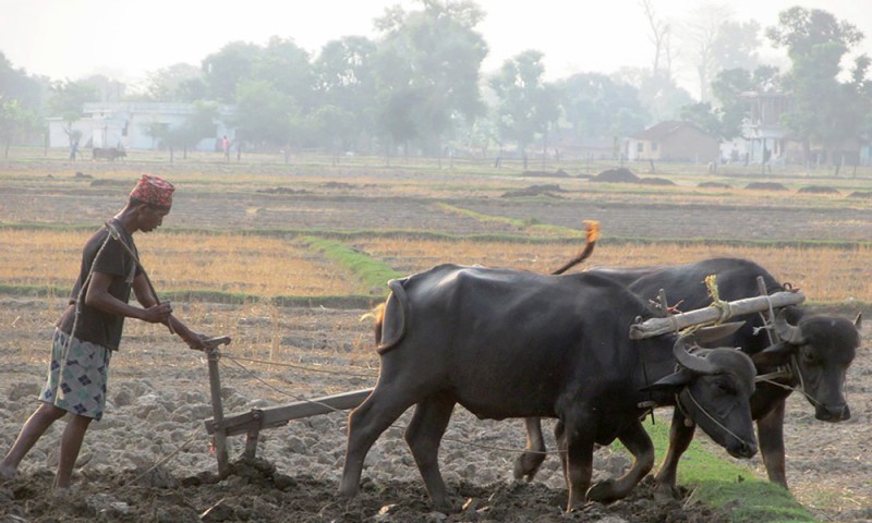 धानको बीउ राख्न खेत जोत्दै किसान