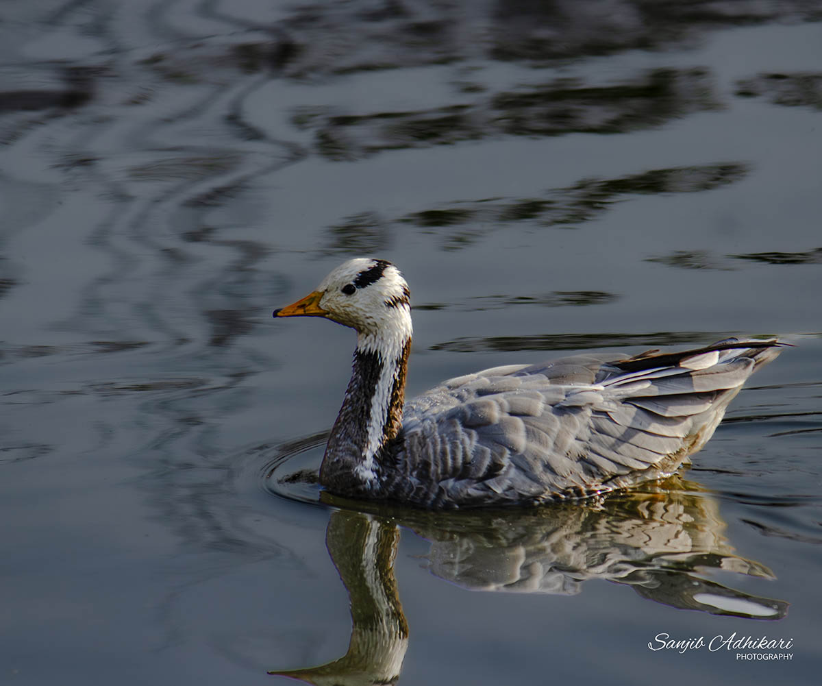 bar-headed-goose-in-taudaha-1715062726.jpg